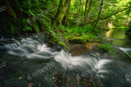 Preview: Ferns and riparian plants on the limestone steps of a small waterfall