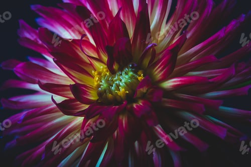 Preview: Colorful dahlia flower