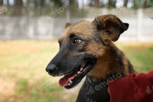 Preview: Female volunteer with homeless dog at animal shelter outdoors