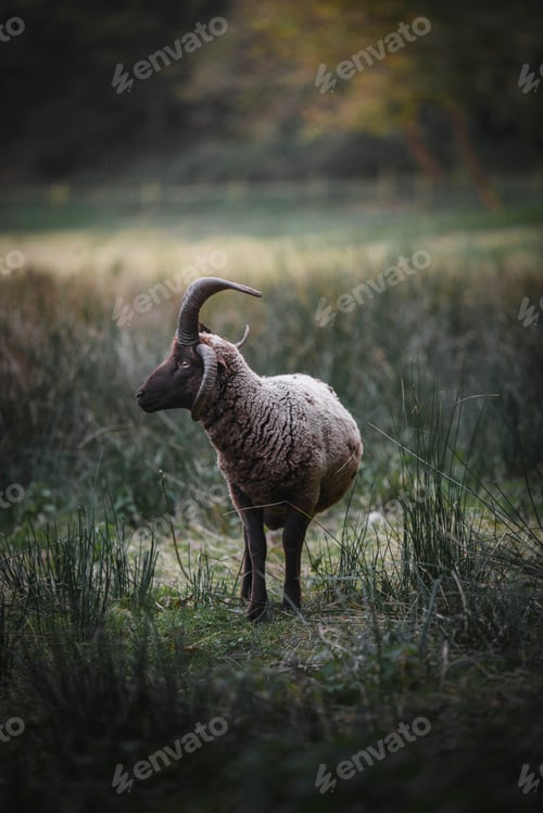 Preview: Sheep in the wild