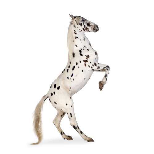 Preview: Appaloosa horse
