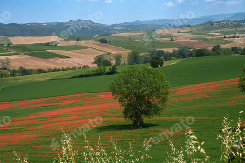 Preview: Rural landscape on Tortona hills, Piedmont, Italy