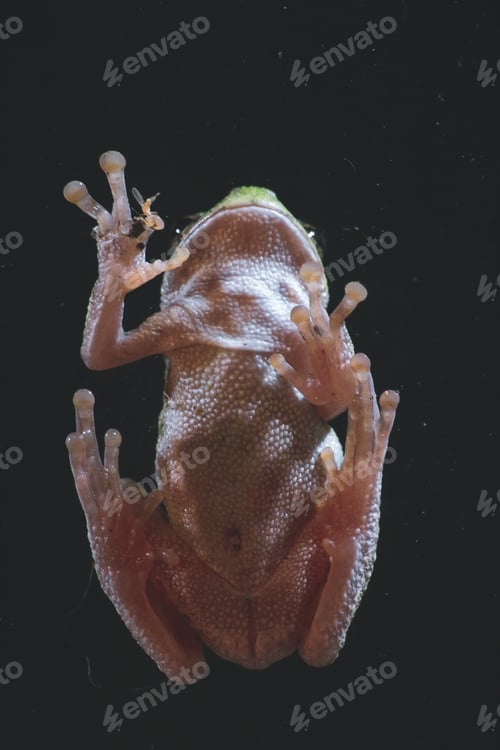 Preview: View of the underside of a tree frog as it clings to the window with it’s sticky feet.