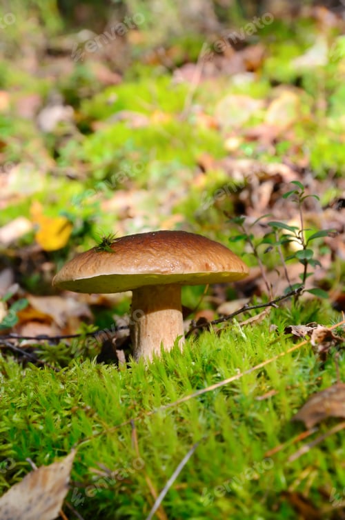 Preview: King boletus mushroom
