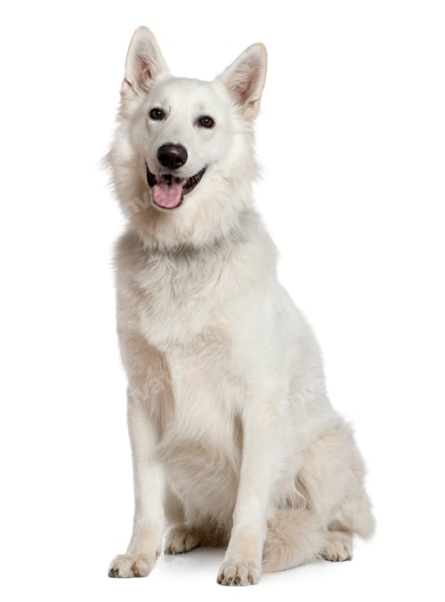 Preview: Swiss Shepherd dog, 1 year old, sitting in front of white background