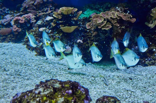 Preview: Exotic fish in an aquarium on the Red Sea, swimming between corals