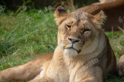 Preview: Lioness resting on grass in a zoo enclosure