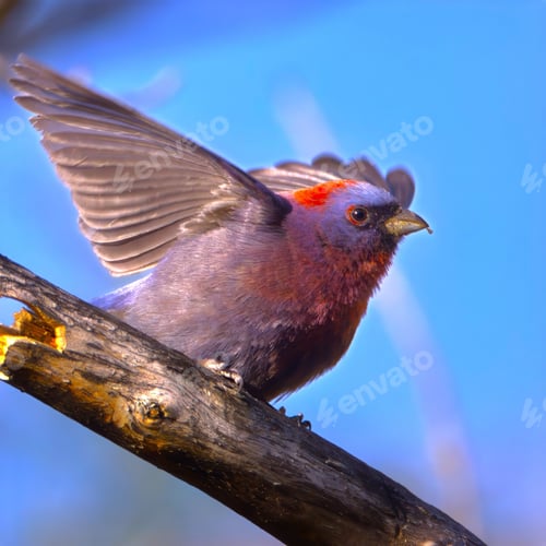 Preview: Vibrant bird on branch with open wings.