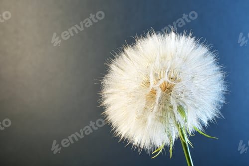 Preview: White dandelion seed head on color background