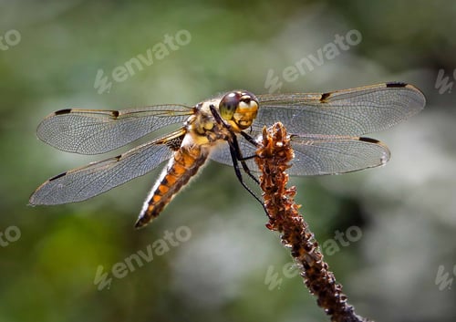 Preview: Dragonfly perched on a twig with its wings open and outstretched