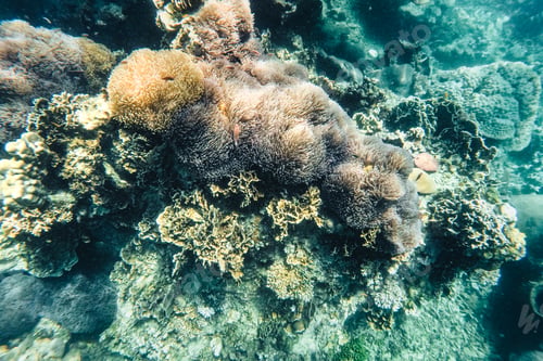 Preview: Under the sea corals and fish