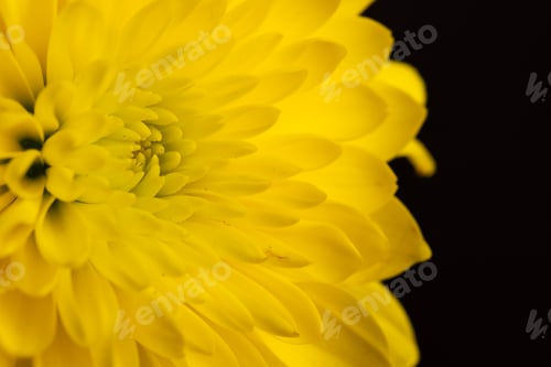 Preview: Micro close up of yellow flower with copy space on grey background