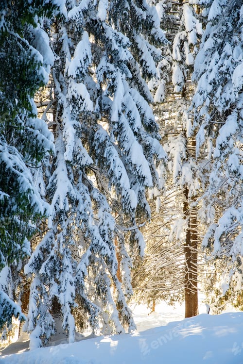 Preview: winter mountain landscape in the Alps with snow covered fir trees