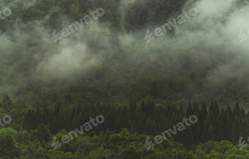 Preview: Forest Covered by Morning Fog