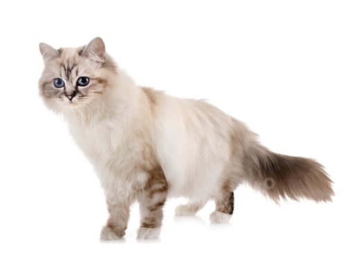Preview: birman kitten in studio