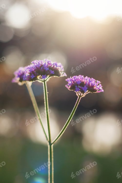 Preview: Purple flowers at sunlight