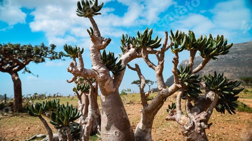 Preview: Unique socotra dragon trees thrive under blue skies on socotra island