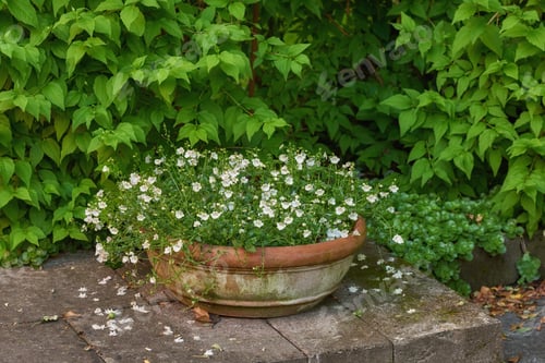 Preview: My garden