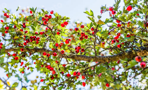 Preview: Red hawthorn berries on a tree