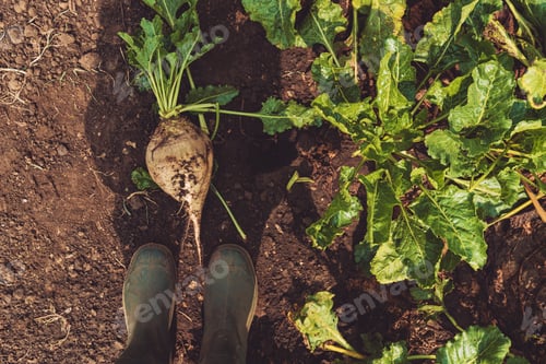 Preview: Farmer standing directly above extracted sugar beet root crop