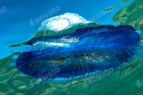 Preview: Blue siphonophore fish swimming in the sea