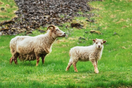 Preview: The Icelandic sheep. Fantastic views waterfall in the national park