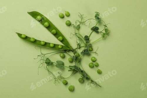 Preview: Green pea pods, seeds and twigs on green background