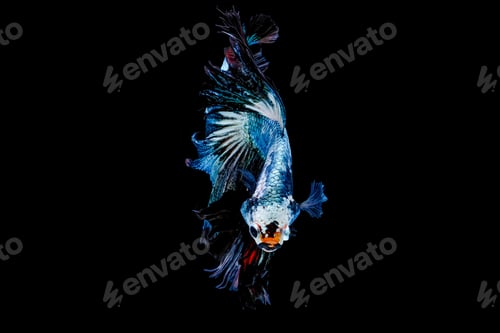 Preview: Colorful with main color of metal green and white betta fish, Siamese fighting fish