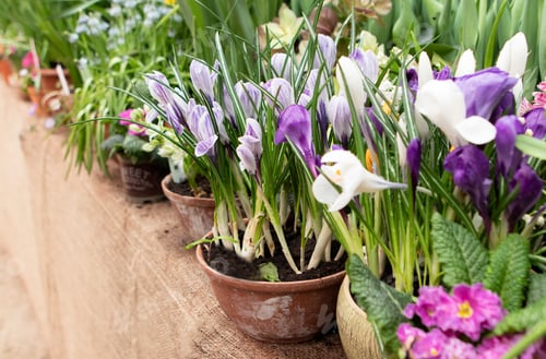 Preview: purple crocus flowers in the garden in spring