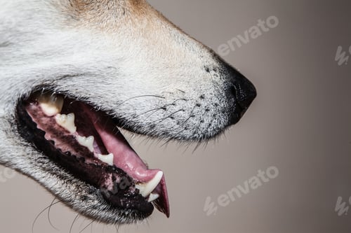Preview: Cropped close up of cross bred alsatian dog