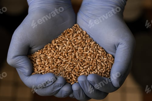 Preview: Close-up of a handful of wheat seeds in hands