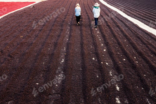 Preview: coffee beans drying in the sun. Coffee plantations at coffee farm