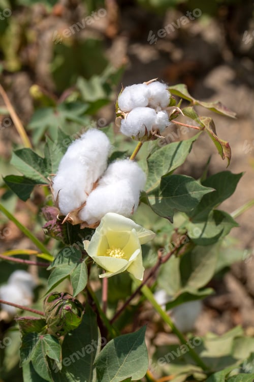 Preview: Cotton fields ready for harvesting, agriculture