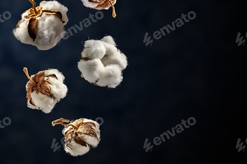 Preview: Cotton plant flowers fall on a dark background from the spears of space.
