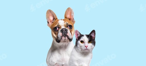 Preview: Head shot of French bulldog and a crossbreed cat together on a b