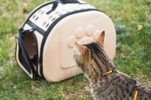 Preview: Walking a domestic cat with the owner on a yellow harness. The tabby displeased cat