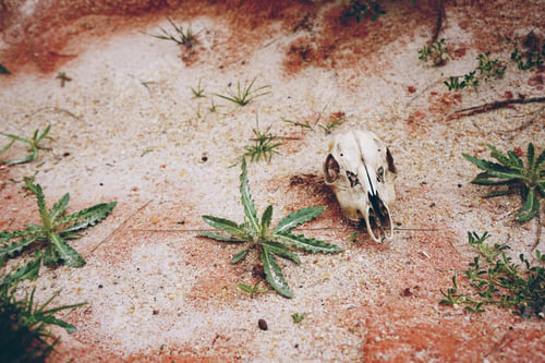Preview: Animal skull lost in desert