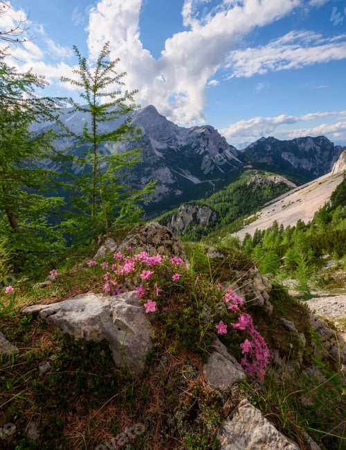 Preview: Flowers, path and trees on the way to the summit of a mountain.