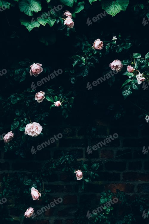 Preview: Garden light pink roses