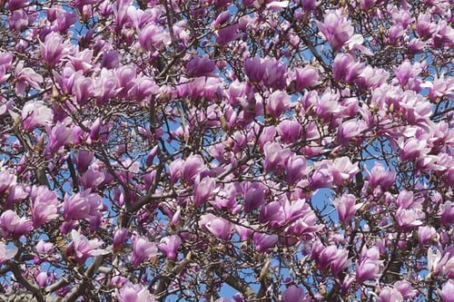 Preview: Verbanica Saucer Magnolia Flowers (Magnolia X Soulangeana Verbanica)
