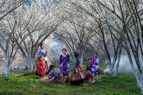 Preview: Muong ethnic children play under plum trees with white flowers