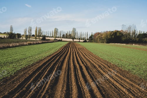 Preview: View along a freshly ploughed field, poplars and woodland in background.