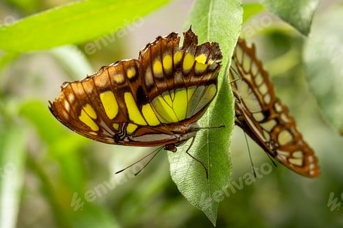 Preview: Rare butterfly Neptis hylas living in butterfly house.