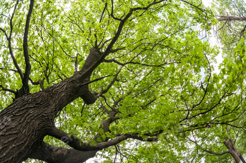 Preview: big old maple tree