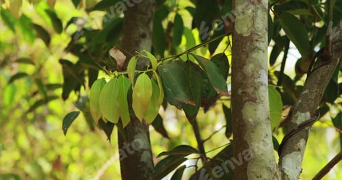 Preview: Goa, India. Leaves Of Saraca Indica Growing On Tree. Asoka-tree, Ashok Or Simply Asoca, Is A Plant
