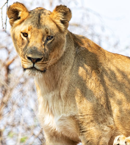 Preview: A Beautiful South Africa Wildlife Place in the World in Picture