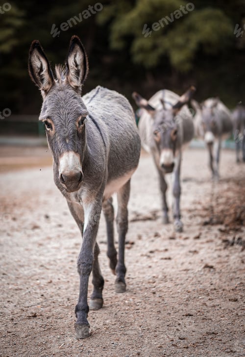 Preview: Vertical closeup of donkeys walking on the dusty road blurred dark background