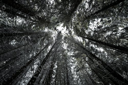 Preview: Looking ou in winter pine forest against a white cloudy sky