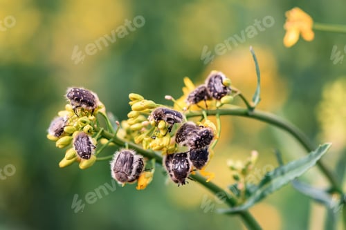 Preview: Tropinota hirta or hairy rose beetle on rapeseed blooming crops