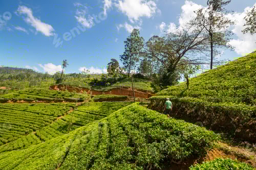 Preview: Tea plantation